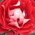 Rood - wit - Floribunda roos - Picasso